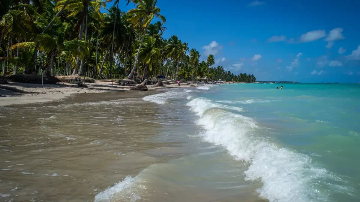 Playa de Brasil con palmeras frente al mar